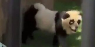 Yıllarca kandırmışlar. Hayvanat bahçesinde panda diye sergiledikleri meğer panda değilmiş!