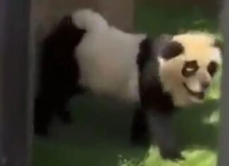 Yıllarca kandırmışlar. Hayvanat bahçesinde panda diye sergiledikleri meğer panda değilmiş!
