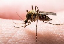 Sivrisinek deyip küçümsemeyin. Strateji geliştirip avlanıyor, yüzbinlerin ölümüne sebep oluyorlar