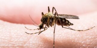 Sivrisinek deyip küçümsemeyin. Strateji geliştirip avlanıyor, yüzbinlerin ölümüne sebep oluyorlar