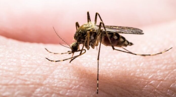 Sivrisinek deyip küçümsemeyin. Strateji geliştirip avlanıyor, yüzbinlerin ölümüne sebep oluyorlar