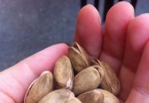 Araştırma : Günde 2 Avuç Antep Fıstığı Yaşlılıkta Körlüğü Önlemeye Yardımcı Oluyor.