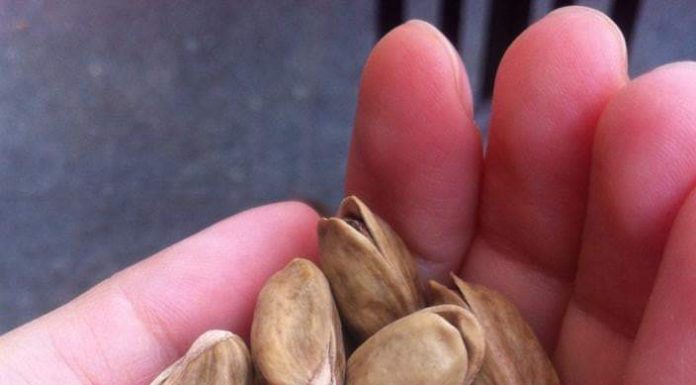 Araştırma : Günde 2 Avuç Antep Fıstığı Yaşlılıkta Körlüğü Önlemeye Yardımcı Oluyor.