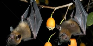 DSÖ ilan etti: Dünya yeni bir virüsün tehdidi altında !