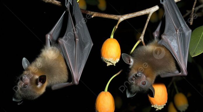 DSÖ ilan etti: Dünya yeni bir virüsün tehdidi altında !