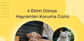 Bugün; 4 Ekim Dünya Hayvanları Koruma Günü… “İnsan,hayvan ve çevre sağlığı birbirine bağlıdır”