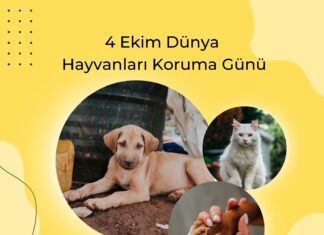 Bugün; 4 Ekim Dünya Hayvanları Koruma Günü… “İnsan,hayvan ve çevre sağlığı birbirine bağlıdır”