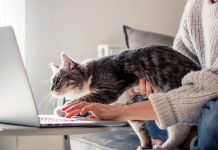 Dikkat! Dinleniyoruz! Kediler bizi düşündüğümüzden daha fazla dinliyor.