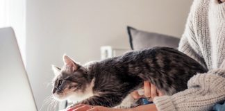 Dikkat! Dinleniyoruz! Kediler bizi düşündüğümüzden daha fazla dinliyor.