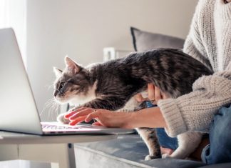 Dikkat! Dinleniyoruz! Kediler bizi düşündüğümüzden daha fazla dinliyor.