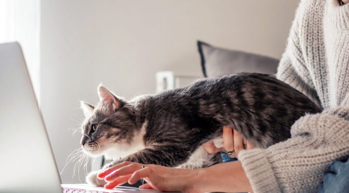 Dikkat! Dinleniyoruz! Kediler bizi düşündüğümüzden daha fazla dinliyor.