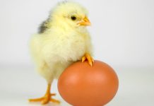 Kabukları Olmayan Yumurtada Tavuk Yetiştirmenin Yolu Bulundu