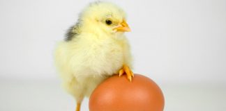 Kabukları Olmayan Yumurtada Tavuk Yetiştirmenin Yolu Bulundu