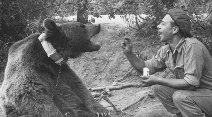 “Savaşa Giden Ayı”!