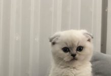 Hollanda, Scottish kedilerini yasaklıyor !