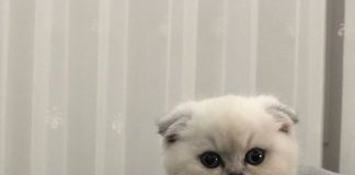 Hollanda, Scottish kedilerini yasaklıyor !