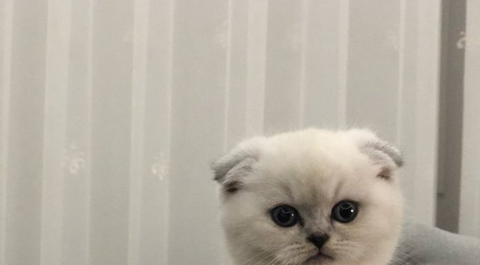 Hollanda, Scottish kedilerini yasaklıyor !