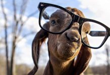 Keçiniz Mutlu mu, Üzgün mü? Artık Anlamak Kolay!