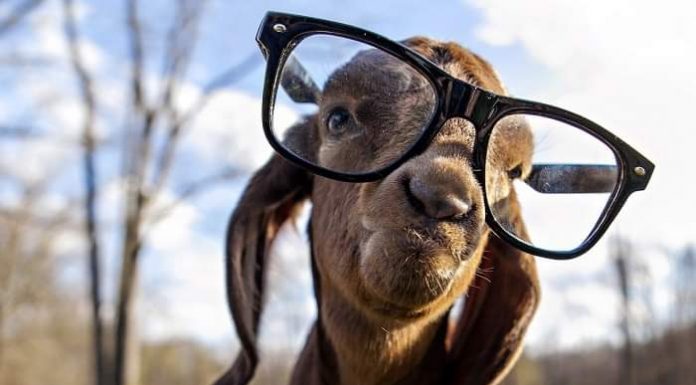 Keçiniz Mutlu mu, Üzgün mü? Artık Anlamak Kolay!