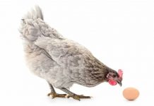 Tavuk mu yumurtadan çıkar yumurta mı tavuktan? Bilim insanları, asırlardır süregelen tartışmayı nihayet çözdüklerini düşünüyor