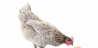 Tavuk mu yumurtadan çıkar yumurta mı tavuktan? Bilim insanları, asırlardır süregelen tartışmayı nihayet çözdüklerini düşünüyor