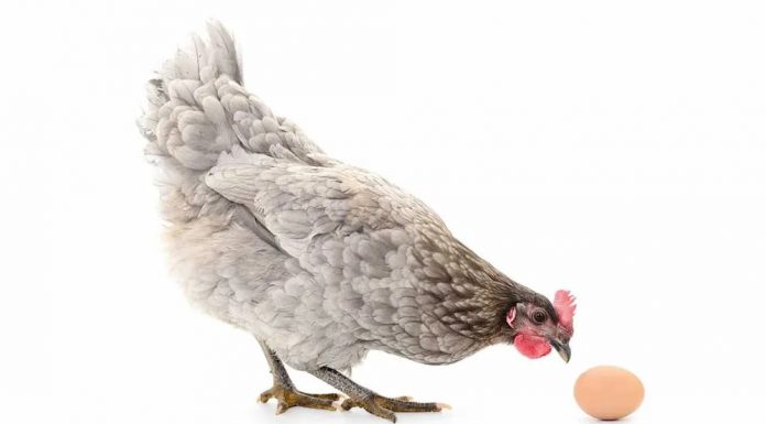 Tavuk mu yumurtadan çıkar yumurta mı tavuktan? Bilim insanları, asırlardır süregelen tartışmayı nihayet çözdüklerini düşünüyor