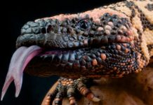 Yüzde 95 Başarı Oranı! Zehirli Kertenkele Tükürüğüyle Pankreas Tümörleri Teşhis Ediliyor.