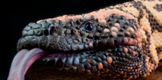 Yüzde 95 Başarı Oranı! Zehirli Kertenkele Tükürüğüyle Pankreas Tümörleri Teşhis Ediliyor.