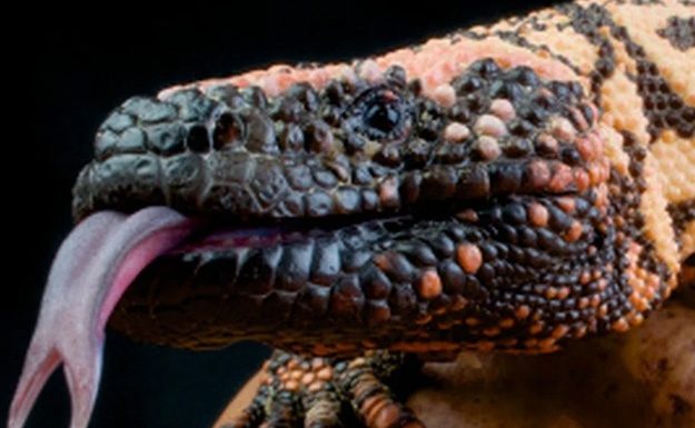 Yüzde 95 Başarı Oranı! Zehirli Kertenkele Tükürüğüyle Pankreas Tümörleri Teşhis Ediliyor.