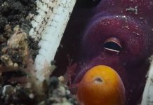 📽️ Dünyada ilk kez bir Ahtapot balıklara taş atarken görüntülendi!