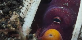 📽️ Dünyada ilk kez bir Ahtapot balıklara taş atarken görüntülendi!