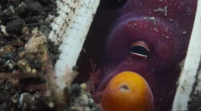 📽️ Dünyada ilk kez bir Ahtapot balıklara taş atarken görüntülendi!