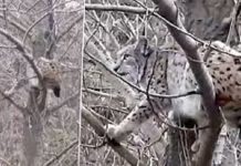 📽️Çoban köpeklerinden kaçan vaşak canını kurtarmak için ağaca çıktı!