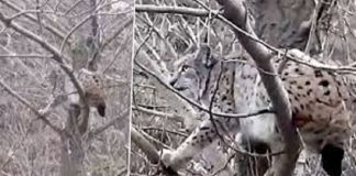 📽️Çoban köpeklerinden kaçan vaşak canını kurtarmak için ağaca çıktı!
