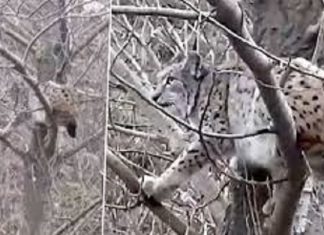 📽️Çoban köpeklerinden kaçan vaşak canını kurtarmak için ağaca çıktı!