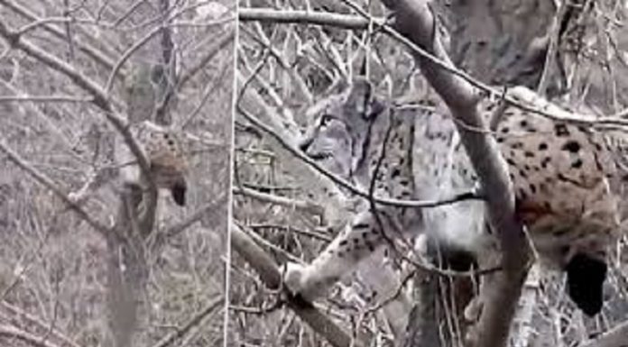 📽️Çoban köpeklerinden kaçan vaşak canını kurtarmak için ağaca çıktı!