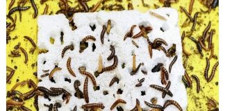 Plastik yiyen solucan keşfedildi – bilim insanları kirliliği ‘daha hızlı ve daha etkili’ şekilde azaltmaya yardımcı olabileceğini söylüyor