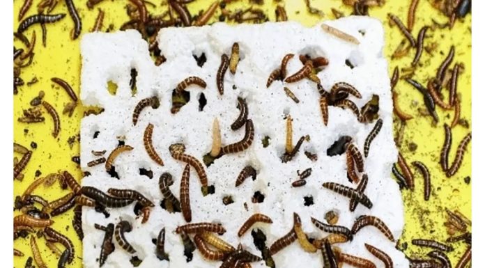 Plastik yiyen solucan keşfedildi – bilim insanları kirliliği ‘daha hızlı ve daha etkili’ şekilde azaltmaya yardımcı olabileceğini söylüyor