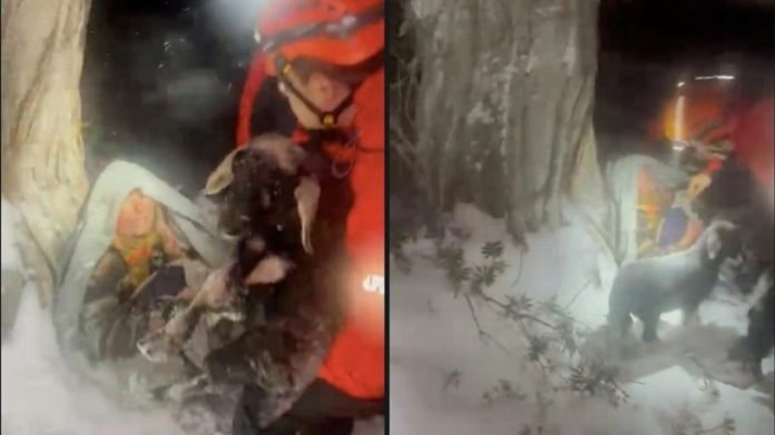 Yaşlı Çift Kuzuları ile Tavuklarına Sarılmış Halde Bulundu