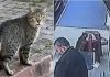 🎥‘Kapkaççı kedi’ kameralara yakalandı!