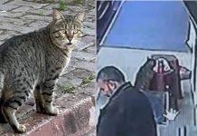 🎥‘Kapkaççı kedi’ kameralara yakalandı!