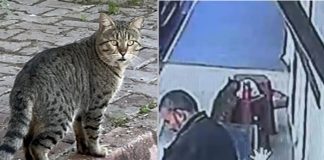 🎥‘Kapkaççı kedi’ kameralara yakalandı!