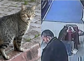 🎥‘Kapkaççı kedi’ kameralara yakalandı!