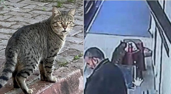🎥‘Kapkaççı kedi’ kameralara yakalandı!