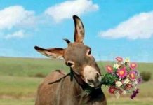 Çin’de Kozmetik Üretiminde Eşek Derisine Olan Talep, Pakistan’da Eşek Fiyatlarını 1000 Dolar Seviyesine çıkardı!