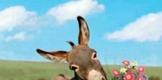 Çin’de Kozmetik Üretiminde Eşek Derisine Olan Talep, Pakistan’da Eşek Fiyatlarını 1000 Dolar Seviyesine çıkardı!