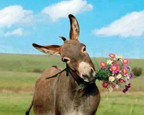 Çin’de Kozmetik Üretiminde Eşek Derisine Olan Talep, Pakistan’da Eşek Fiyatlarını 1000 Dolar Seviyesine çıkardı!