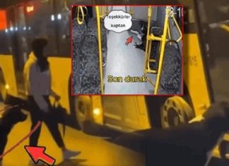 Sosyal medyanın gündemi bu köpek. Sırada Bekledi, İETT otobüsüne binip Kadıköy’den Beykoz’a gitti!