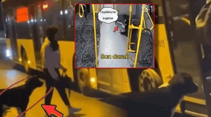 Sosyal medyanın gündemi bu köpek. Sırada Bekledi, İETT otobüsüne binip Kadıköy’den Beykoz’a gitti!
