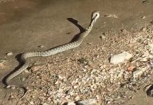 📽️Yaşam kavgası. Yılanın balık avı kamerada